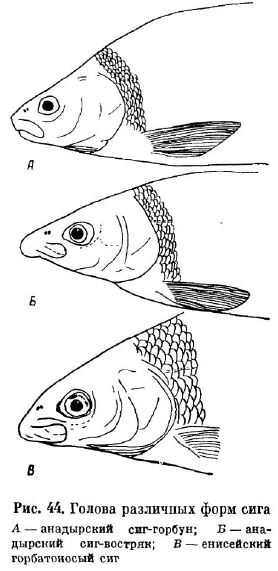 Голова различных форм сига bergianus, C. l. voronensis. Apeagi 