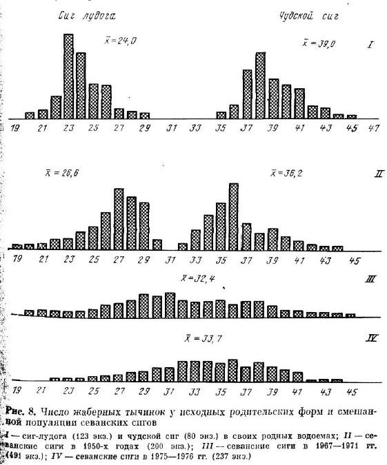 Число жаберных тычинок у исходных родительских форму и смешан дой популяции севанских сигов 4 - сиг-лудога (123 экз.) и чудской сиг