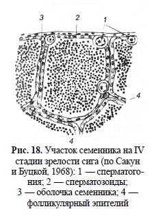Участок семенника на IV стадии зрелости сига