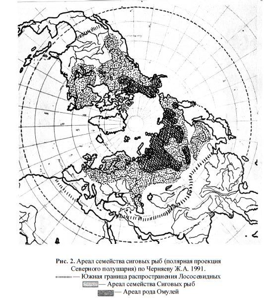 Ареал семейства сиговых рыб (полярная проекция Северного полушария)