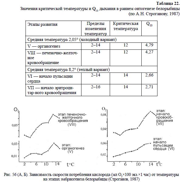 Зависимость скорости потребления кислорода (мл О2?100 экз.?1 час) от температуры на этапах эмбриогенеза белорыбицы (Строганов, 1987)