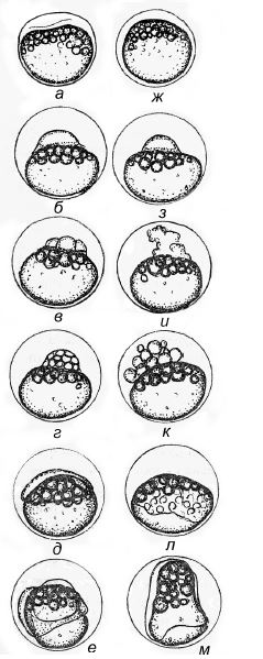  Стадии развития оплодотворенной и неоплодотворенной икры: слева — нормальный эмбриогенез (а – е), справа — партеноге- нез — ложное развитие (ж – м)