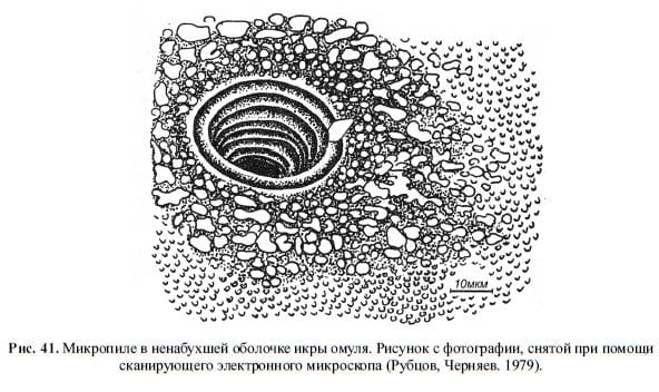 Микропиле в ненабухшей оболочке икры омуля. Рисунок с фотографии, снятой при помощи сканирующего электронного микроскопа