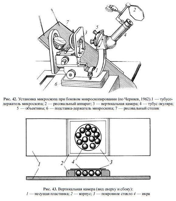 Установка микроскопа при боковом микроскопировании (по Черняев, 1962)