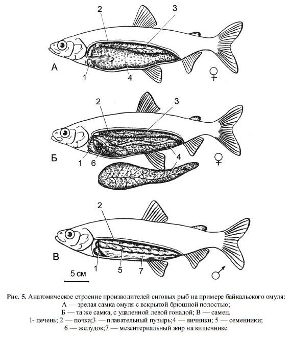 Анатомическое строение производителей сиговых рыб на примере байкальского омуля