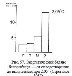 Энергетический баланс белорыбицы — от оплодотворения до вылупления при 2,05° (Строганов, 1987).