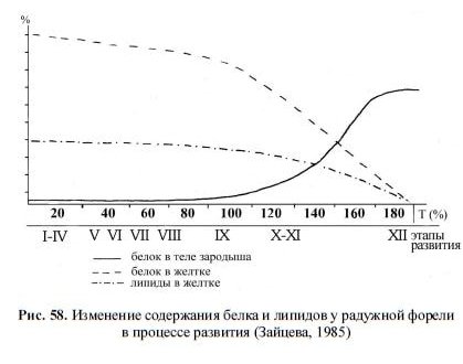Изменение содержания белка и липидов у радужной форели в процессе развития (Зайцева, 1985