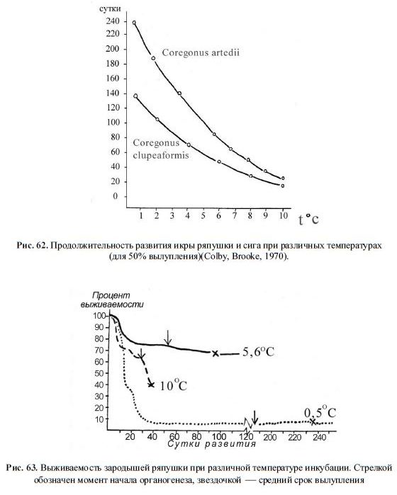 Продолжительность развития икры ряпушки и сига при различных температурах (для 50% вылупления)(Colby, Brooke, 1970).