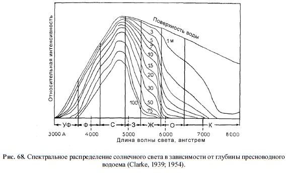 Спектральное распределение солнечного света в зависимости от глубины пресноводного водоема (Clarke, 1939; 1954).