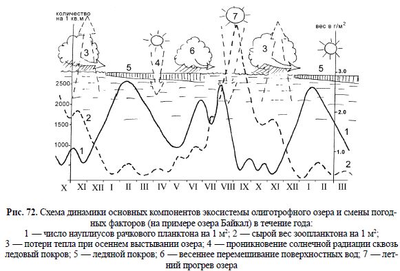 Схема динамики основных компонентов экосистемы олиготрофного озера и смены погод- ных факторов (на примере озера Байкал) в течение года
