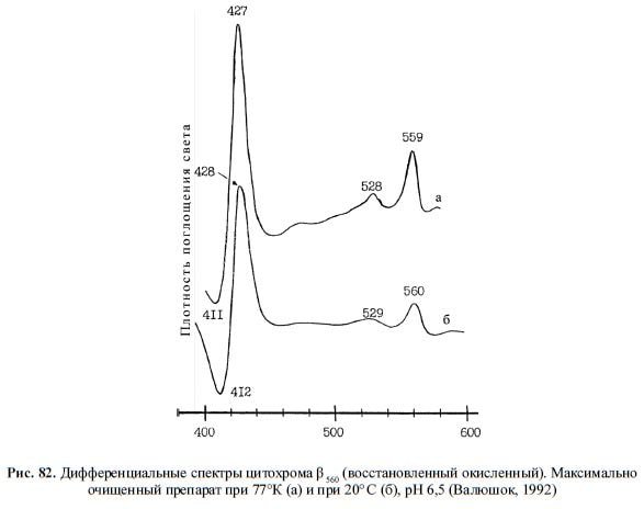 Дифференциальные спектры цитохрома ? 560 (восстановленный окисленный). Максимально очищенный препарат при 77°К (а) и при 20° C (б), рН 6,5 (Валюшок, 1992)